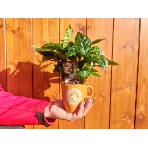 Kávovník arabský (Coffea Arabica) - výška 20-25 cm, kont. C1L - V HRNČEKU